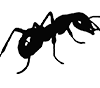 logo-big-ant-3